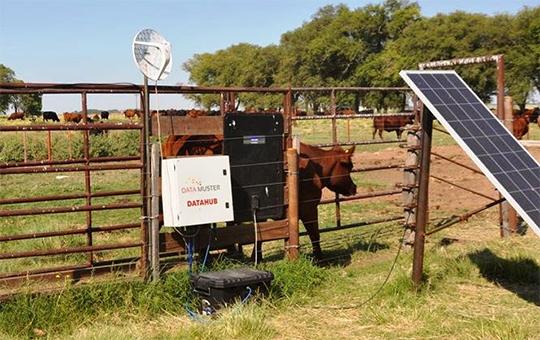 Modern cattle farming landscape