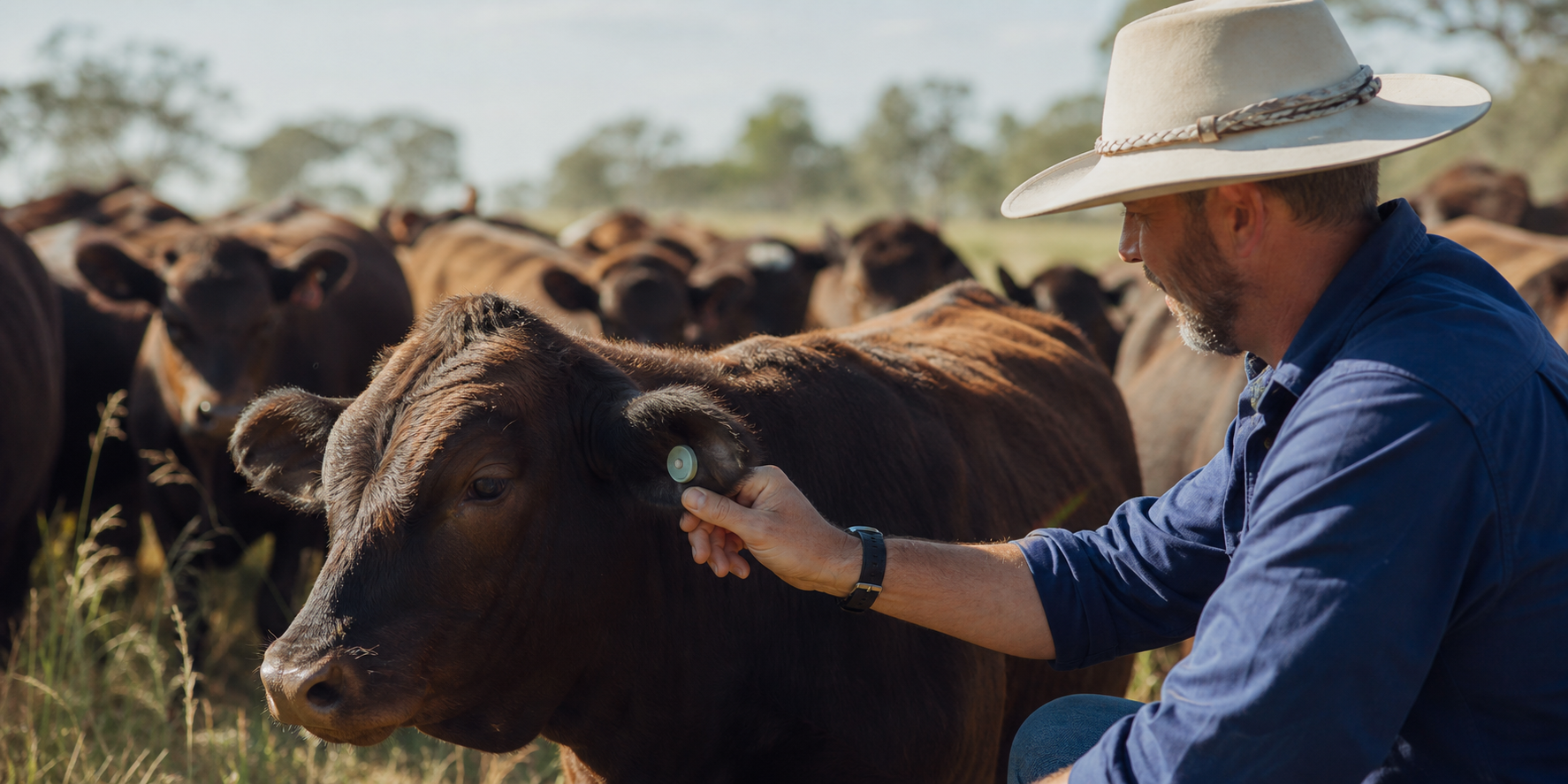 Cattle herd health monitoring